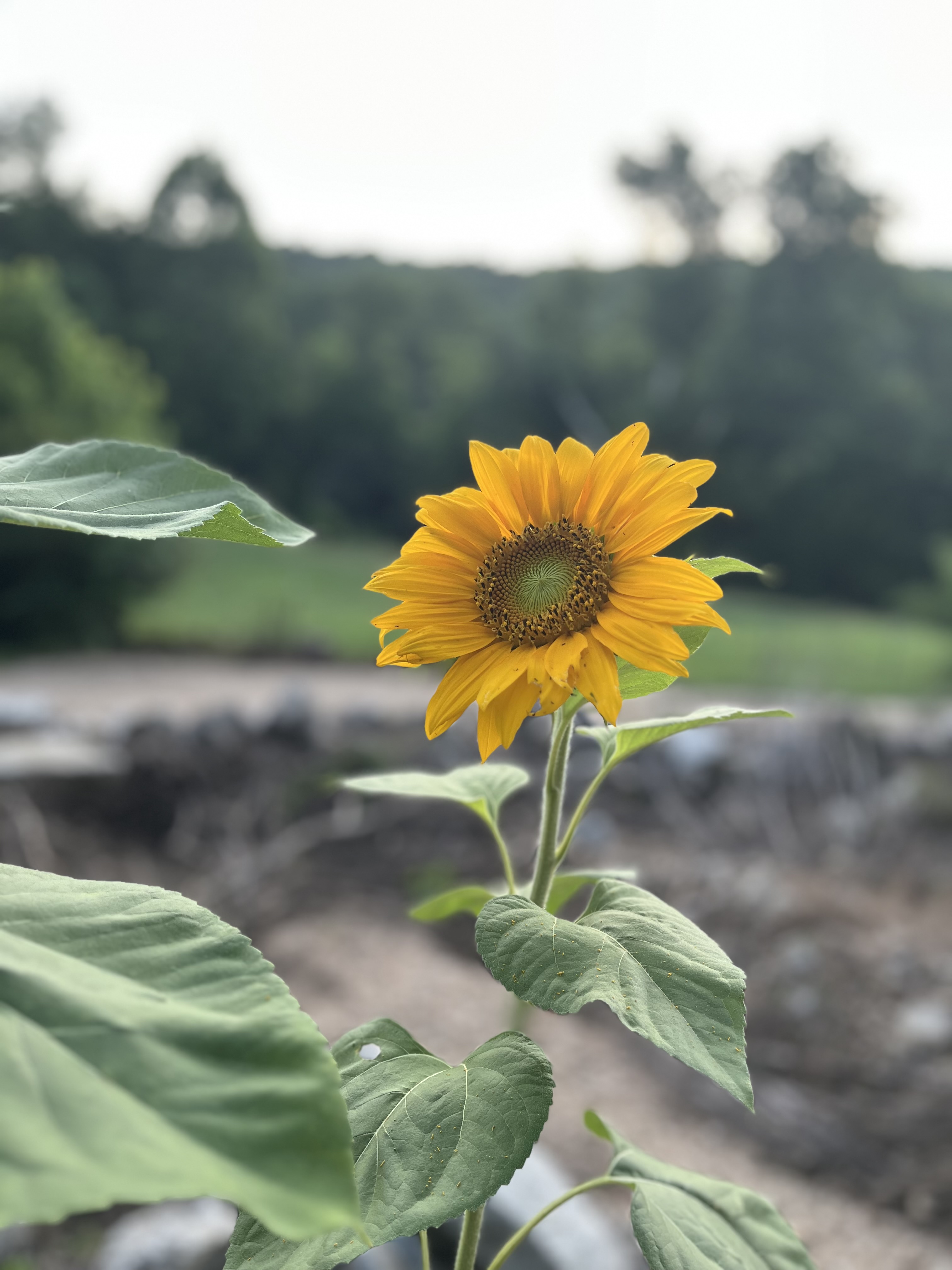IMG_4067 sunflower