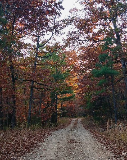 image000000 (1) fall foliage along gravel road
