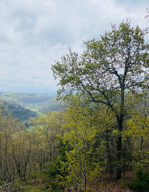 64037752812__3480F8D7-EAB7-4E62-9B90-61397ACE459D (1) ozark hills