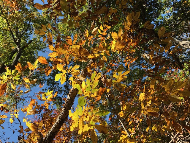 IMG_0196 (1) fall leaves