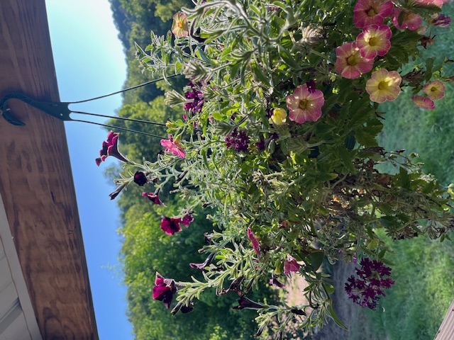 image1 hanging basket of petunias