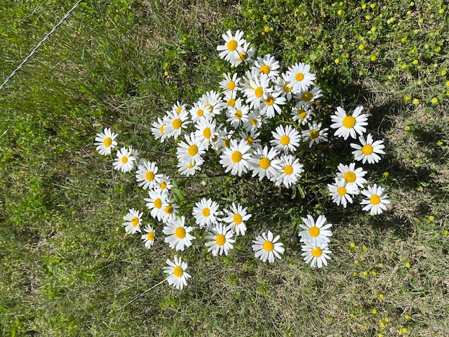 image12 wild daisies