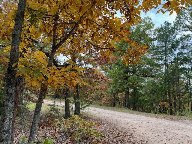 image14 fall leaves around hidden valley guest ranch