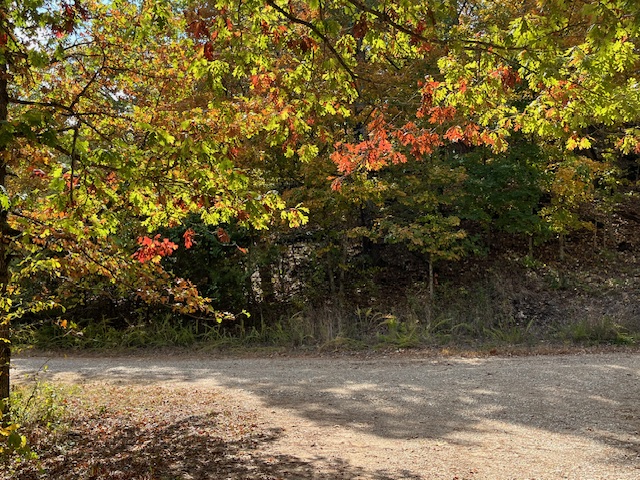 image21 fall trees