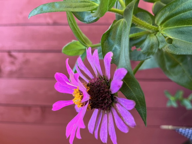 image23 purple zinnia