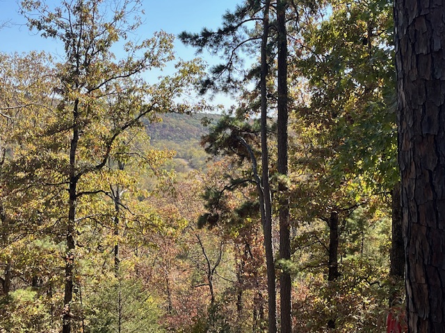 image7 trees